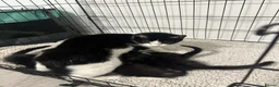Mixed Breed cats for sale: Beautiful Kittens  - Advert 13
