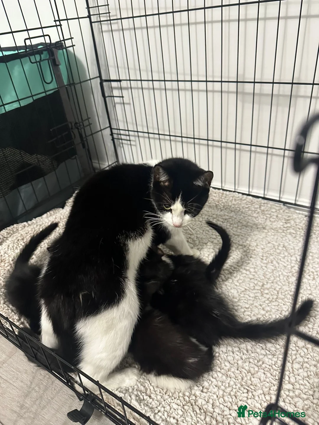 Mixed Breed cats for sale: Beautiful Kittens  - Advert 13
