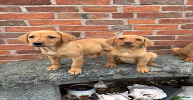 Labrador Retriever dogs - Advert 13
