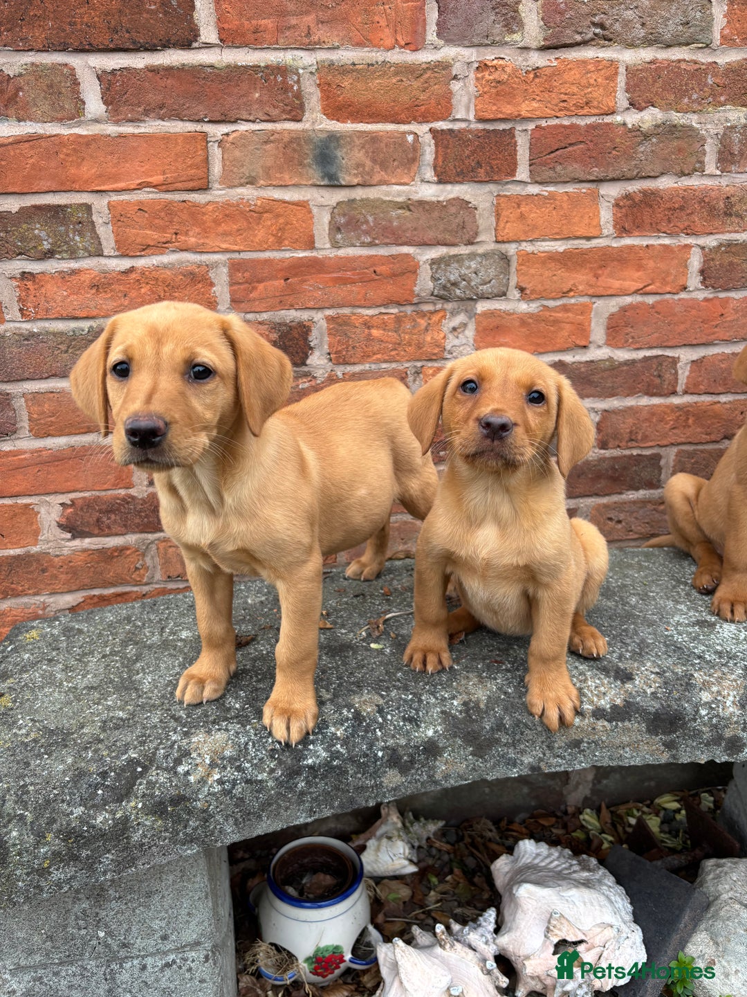 Labrador Retriever dogs for sale: KC FOX RED LABRADORS  - Image 4