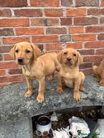 Labrador Retriever dogs - Advert 9