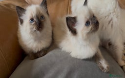 Ragdoll cats for sale: Stunning Ragdoll Kittens Flame/Blue/Seal - Image 9