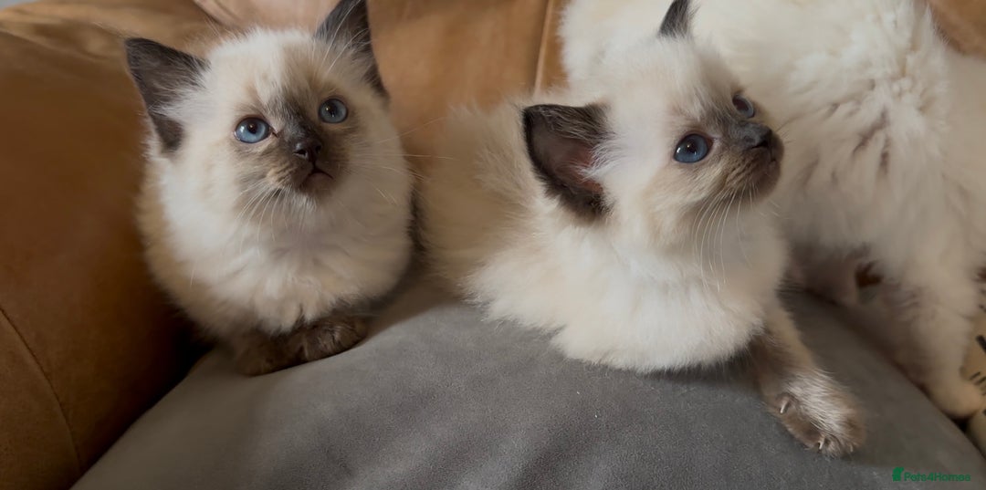 Ragdoll cats for sale: Stunning Ragdoll Kittens Flame/Blue/Seal - Image 9