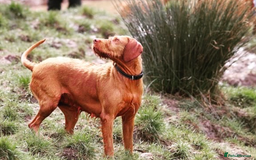 Hungarian Vizsla dogs for sale: Exceptional HWV Pups from Champion Working Lines - Image 7