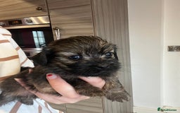 Mixed Breed dogs for sale: Chihuahua cross terrier puppies  - Image 14