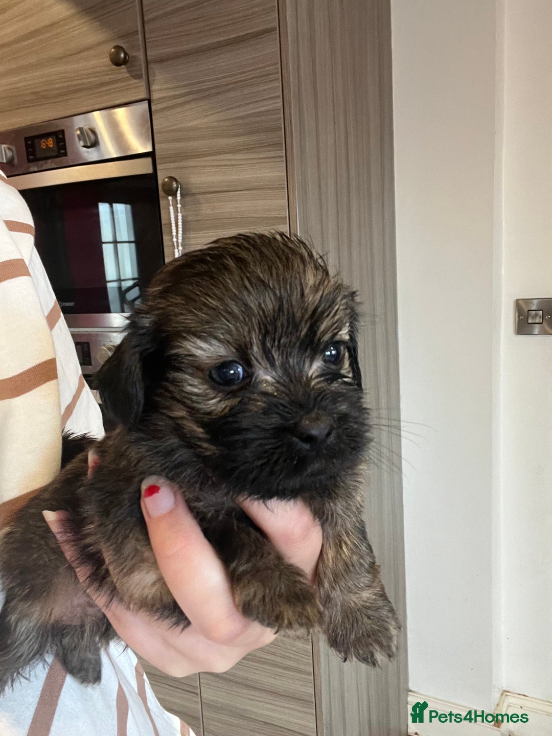Mixed Breed dogs for sale: Chihuahua cross terrier puppies  - Image 14