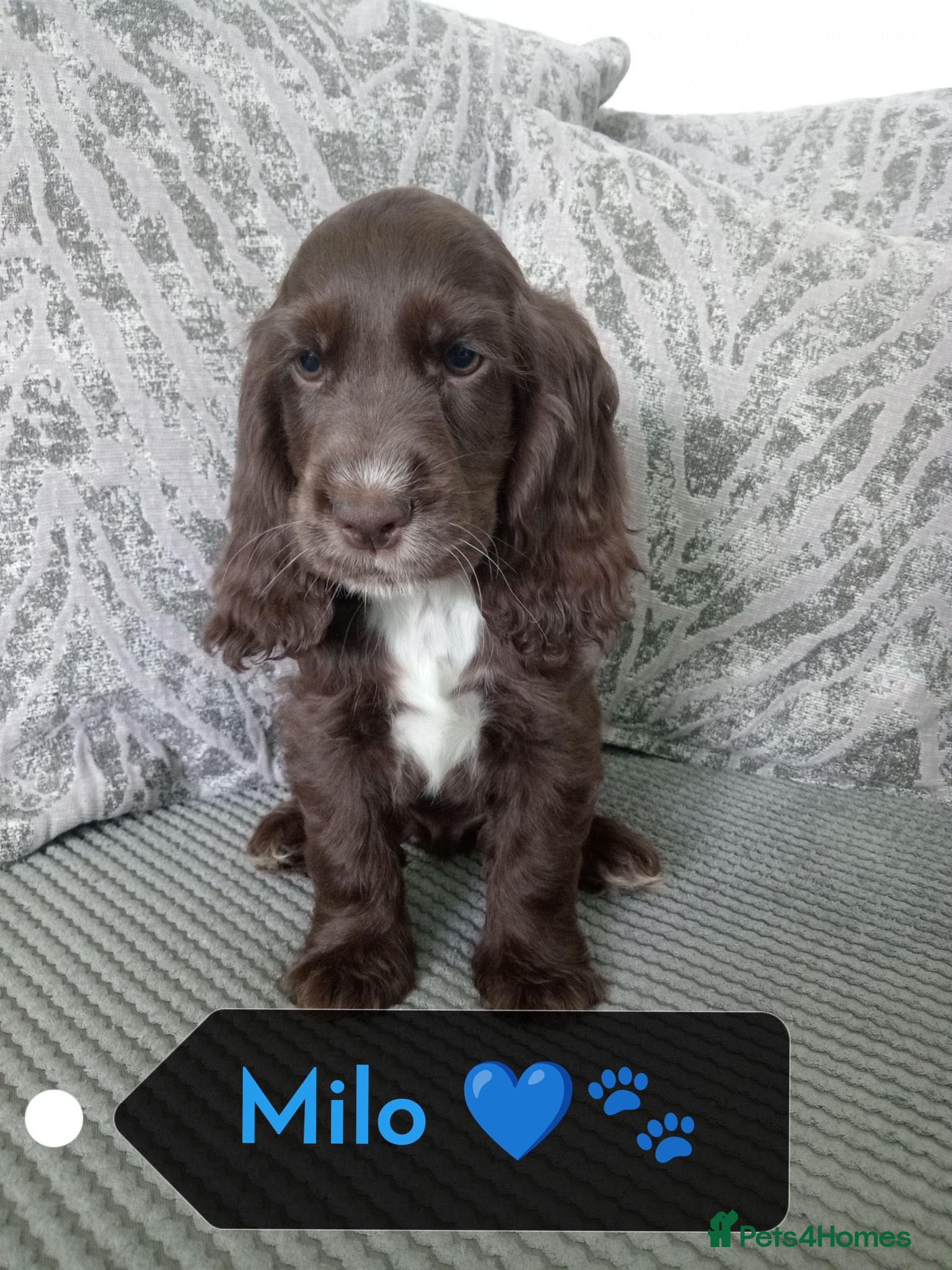 Cocker Spaniel dogs 🐶 KC Reg Chocolate Show type Cockers🐶🐾  - Advert 3