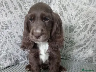Cocker Spaniel dogs 🐶 KC Reg Chocolate Show type Cockers🐶🐾 - Advert 3