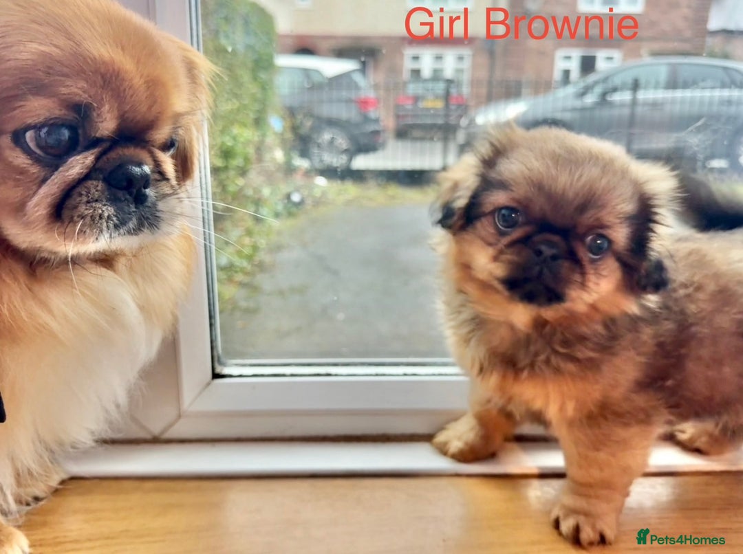 Pekingese dogs for sale: 🐾 Pekingese Puppies for Sale – 2 Girls & 1 Boy 🐾 - Advert 17