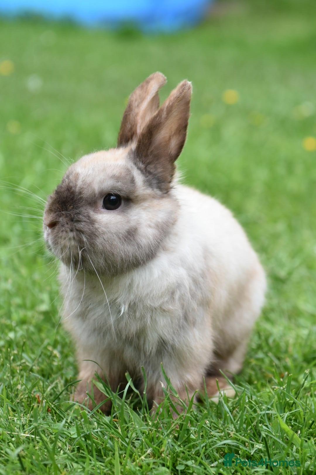 Lionhead rabbits ⭐️ CARAMEL Looking for new home ⭐️ - Advert 2