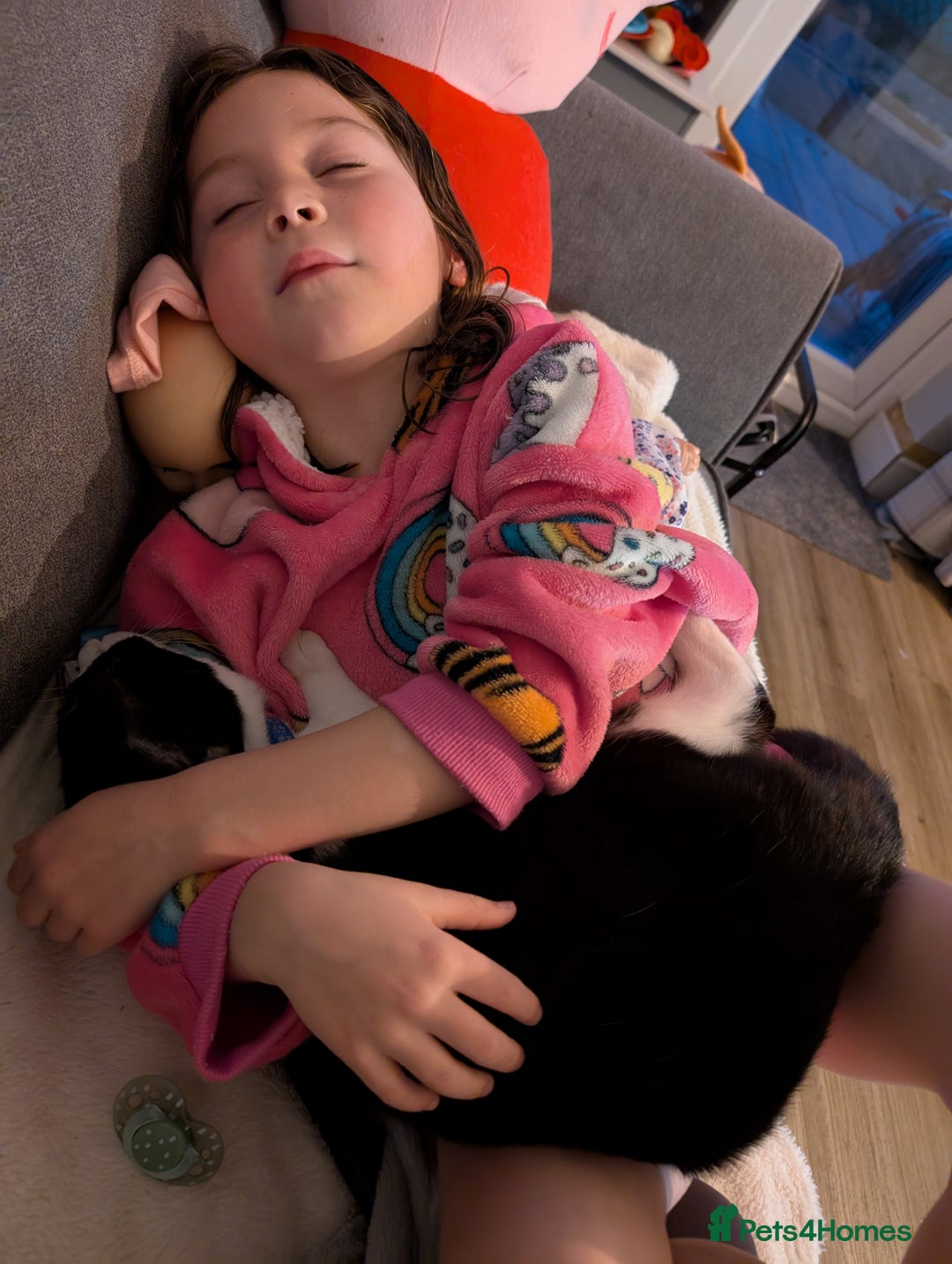 Domestic Shorthair cats for sale: Olaf and stitch need a new home  - Image 8