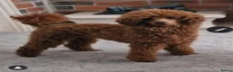 Cavapoo dogs for sale: Beautiful F1B Red Cavapoo Puppies in Newcastle upon Tyne - Advert 18