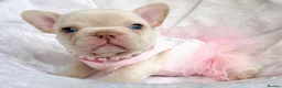 French Bulldog dogs for sale: TOP QUALITY FRENCH BULLDOG PUPPIES - Advert 2