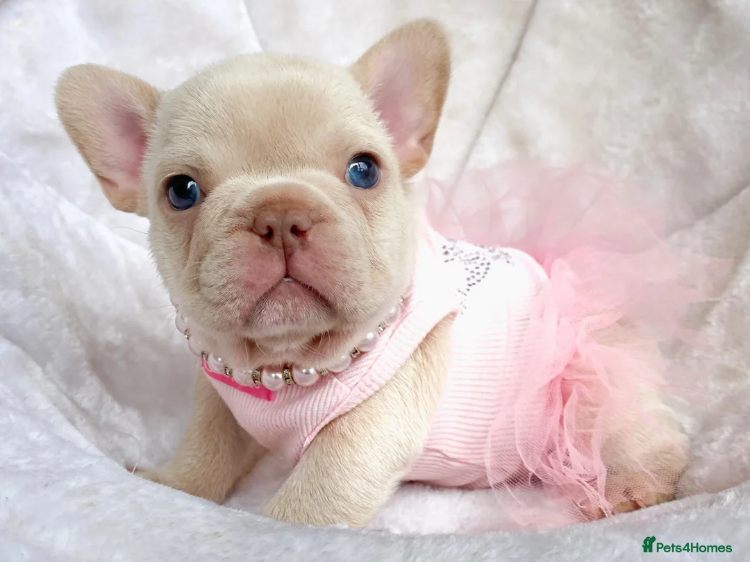 French Bulldog dogs for sale: TOP QUALITY FRENCH BULLDOG PUPPIES - Advert 2