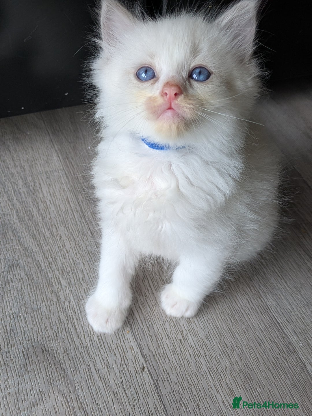 Ragdoll cats for sale: 6 beautiful pure Ragdoll  - Image 10