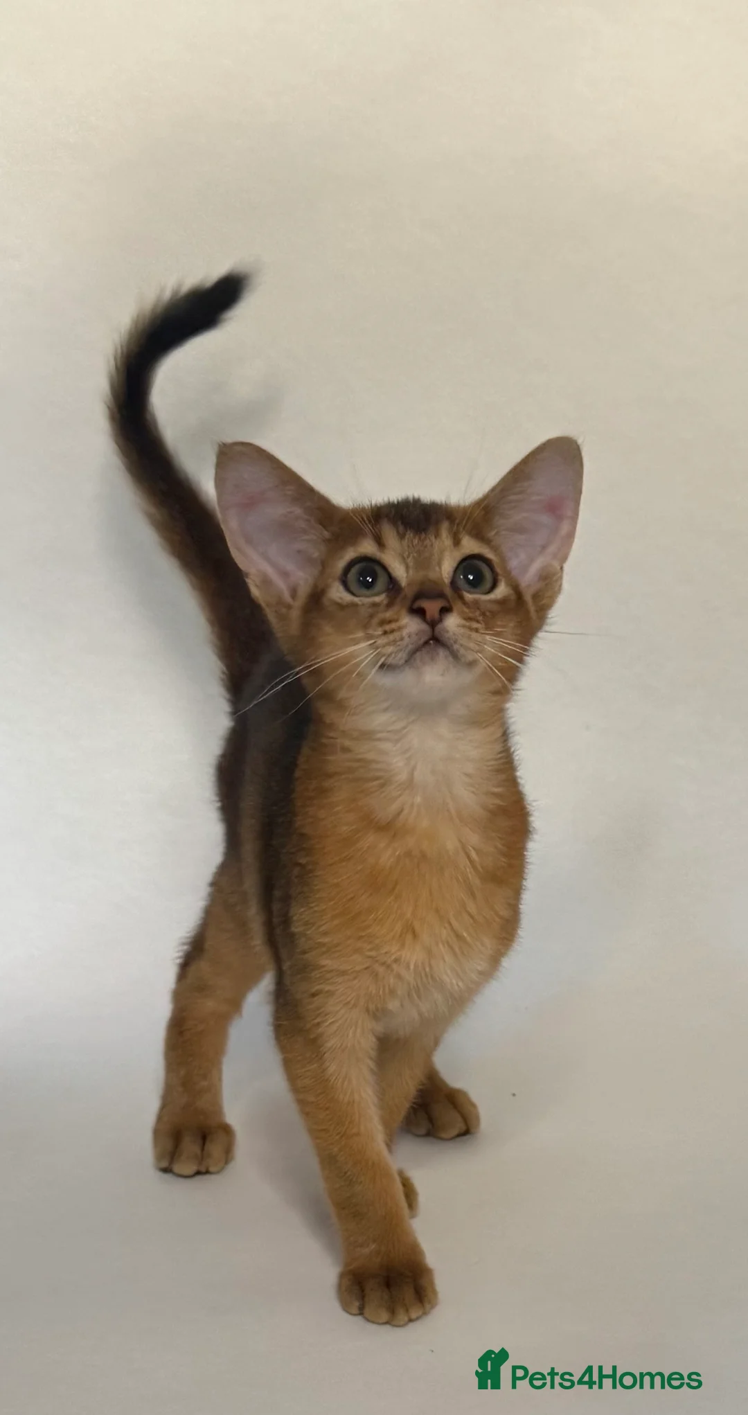 Abyssinian cats for sale: Abyssinian Kitten Boy and girl Tica Show Quality  - Advert 12