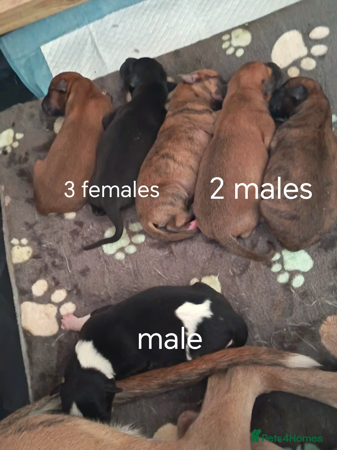 Whippet dogs for sale: KC registered puppies  - Advert 1