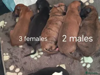 Whippet dogs KC registered puppies - Advert 16