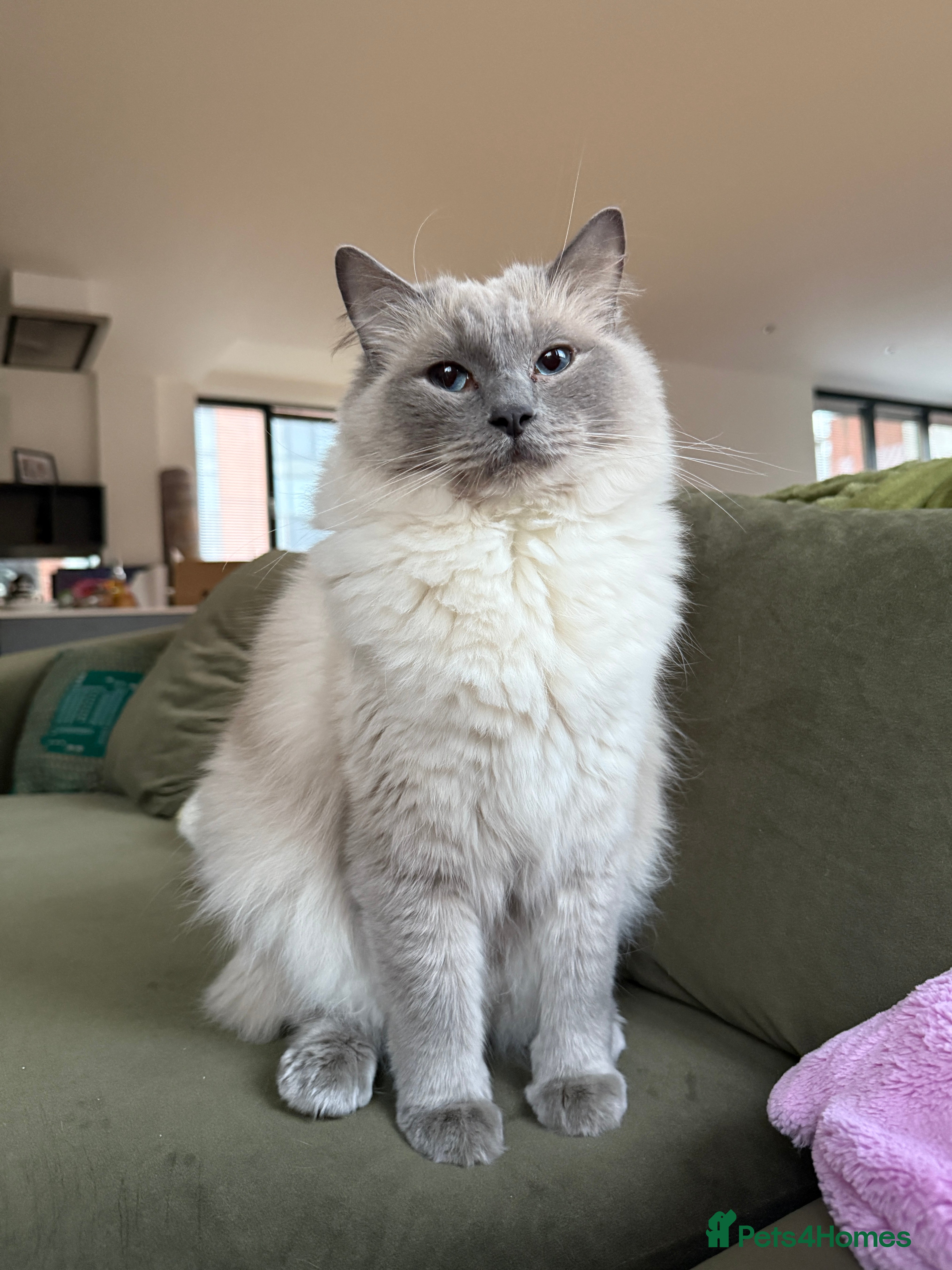 Ragdoll cats Gorby - ragdoll male - Advert 1