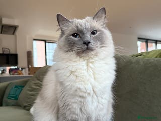 Ragdoll cats Gorby - ragdoll male - Advert 8