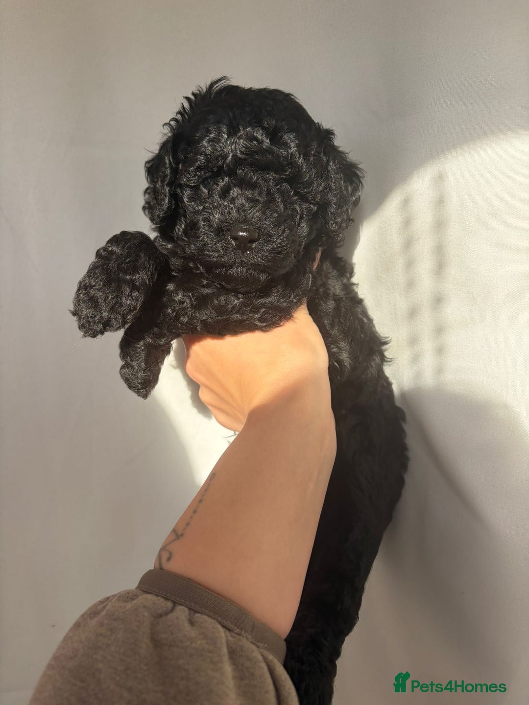 Cavapoo dogs for sale: READY TO LEAVE BLACK & WHITE TEDDY BEAR CAVAPOO - Advert 19