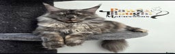 Maine Coon cats for sale: Stunning quality silver Tica Mainecoon kittens  - Advert 29