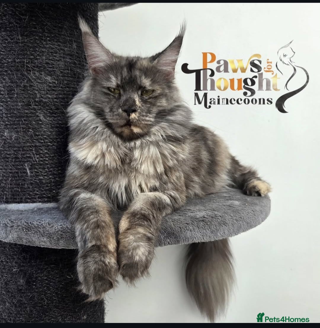 Maine Coon cats for sale: Stunning quality silver Tica Mainecoon kittens  - Advert 29