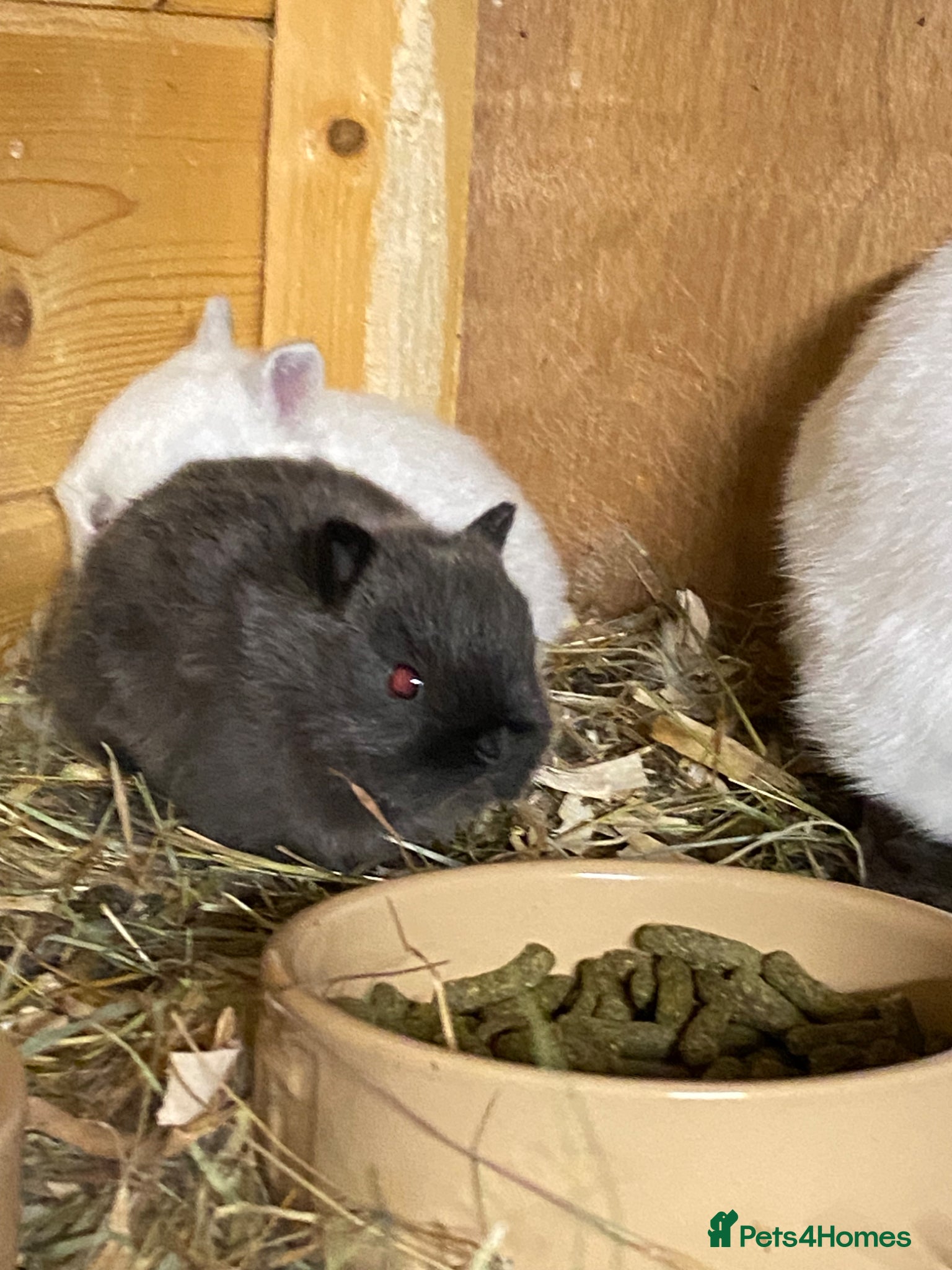 Netherland Dwarf rabbits Gorgeous Netherland dwarf babies - Advert 12