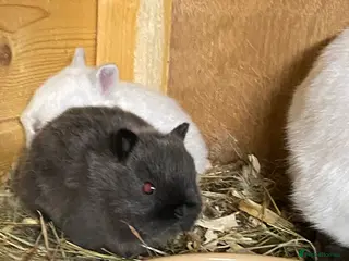 Netherland Dwarf rabbits Gorgeous Netherland dwarf babies - Advert 12