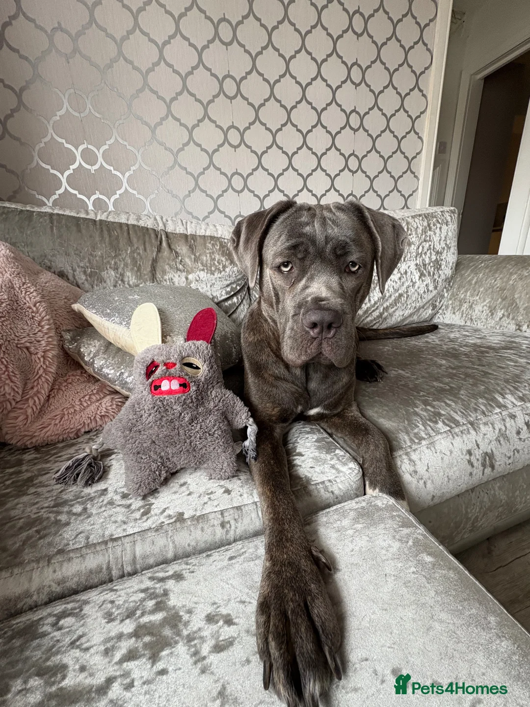 Cane Corso dogs for sale: Cane Corso puppies for sale-Black&Grey beauties!🐾 - Advert 2