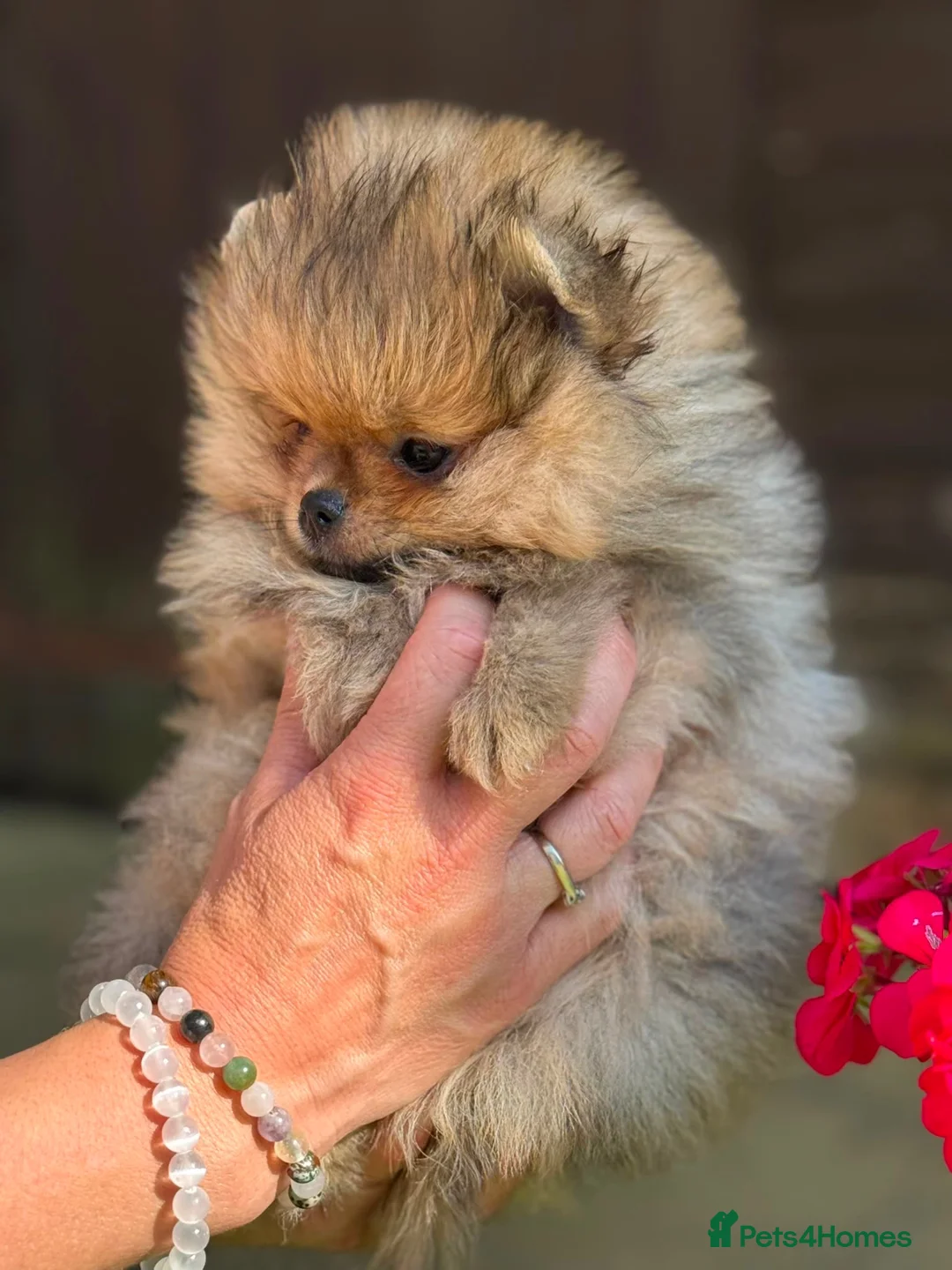 Pomeranian dogs for sale: Stunning top quality kc registered Pomeranians - Advert 2