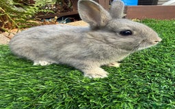 Netherland Dwarf rabbits for sale: Pure Netherland Dwarf  - Image 2
