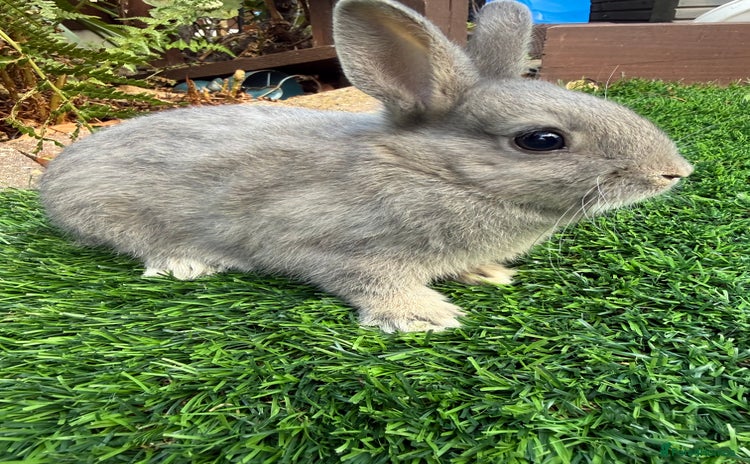 Netherland Dwarf rabbits - Advert 4