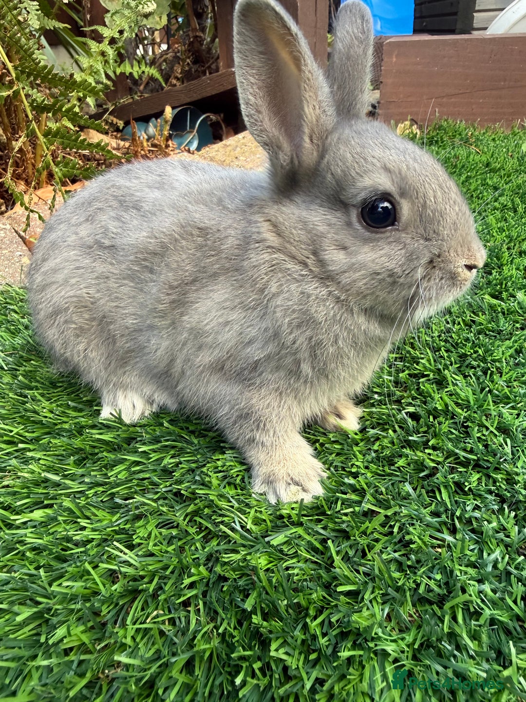 Netherland Dwarf rabbits for sale: Pure Netherland Dwarf  - Image 2