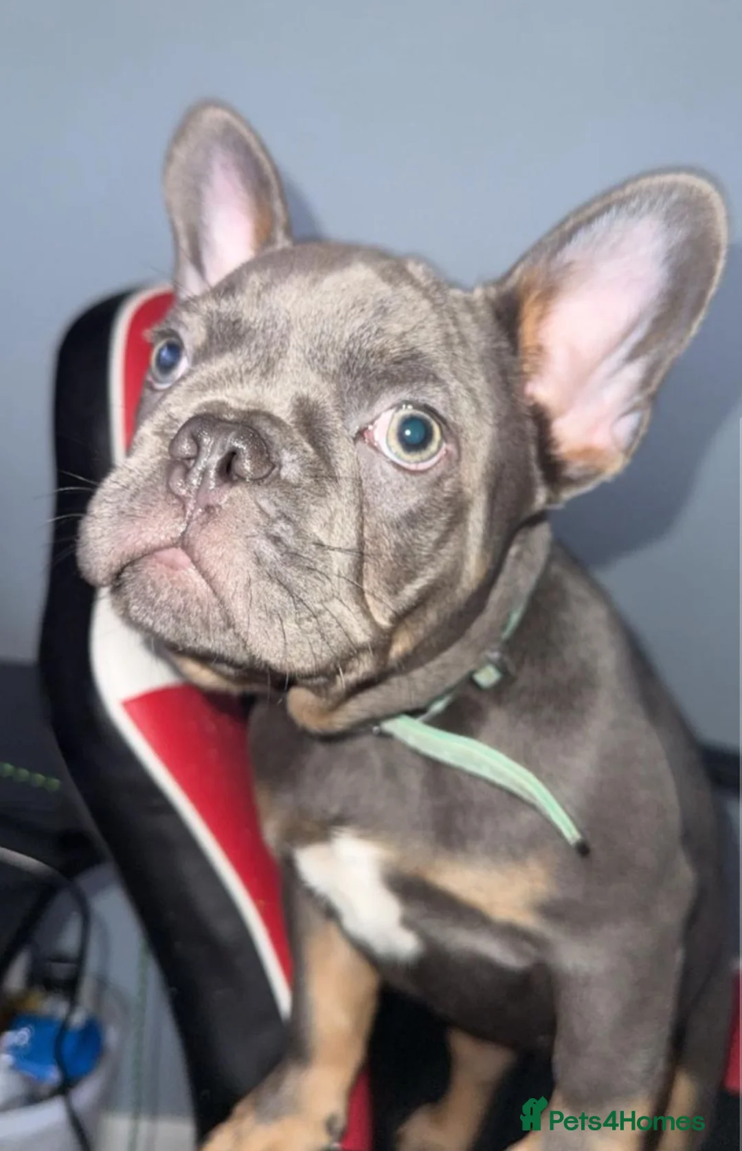 French Bulldog dogs for sale: French bull dog  - Advert 1