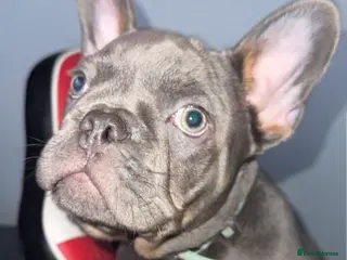 French Bulldog dogs French bull dog - Advert 1