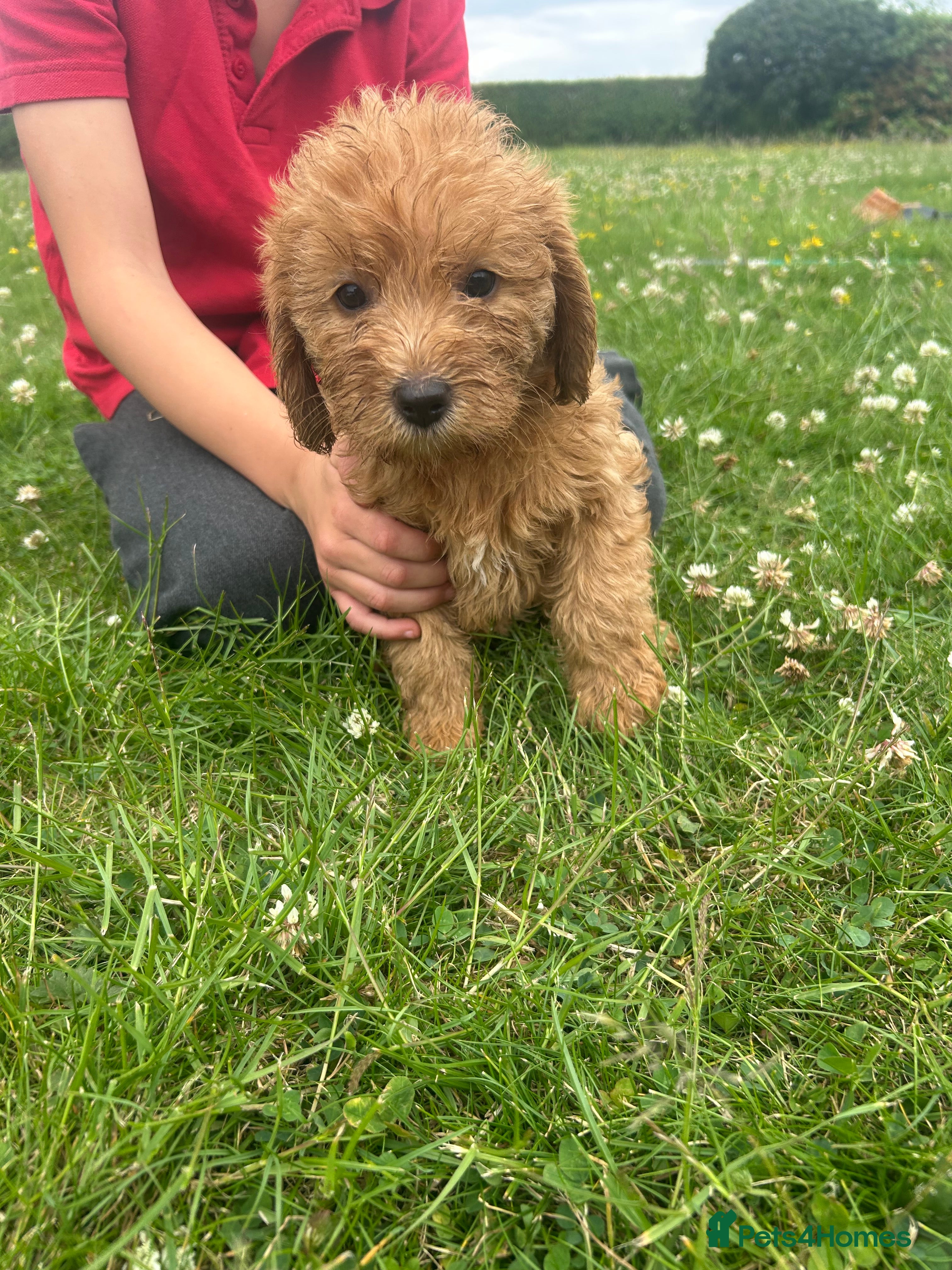 Labradoodle dogs Ready F1b labradoodle curl red health test parent  - Advert 2