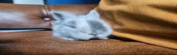 Cashmere Lop rabbits for sale: Two rabbits must go together 60 for both - Advert 4