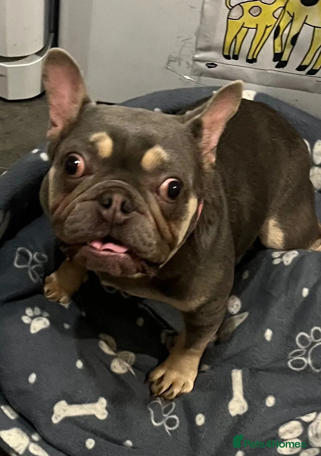 French Bulldog dogs for sale: Kc reg female  - Advert 2