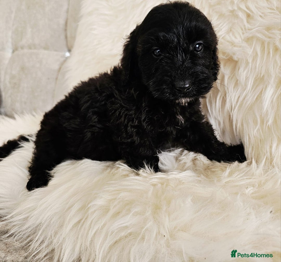 Cockapoo dogs for sale: F1B COCKAPOO 3 puppies 2 boys 1 girl available  - Advert 7