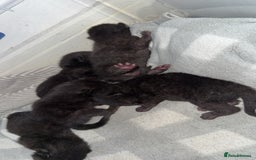 Bombay cats for sale: 5 freshly baked kittens! - Image 9