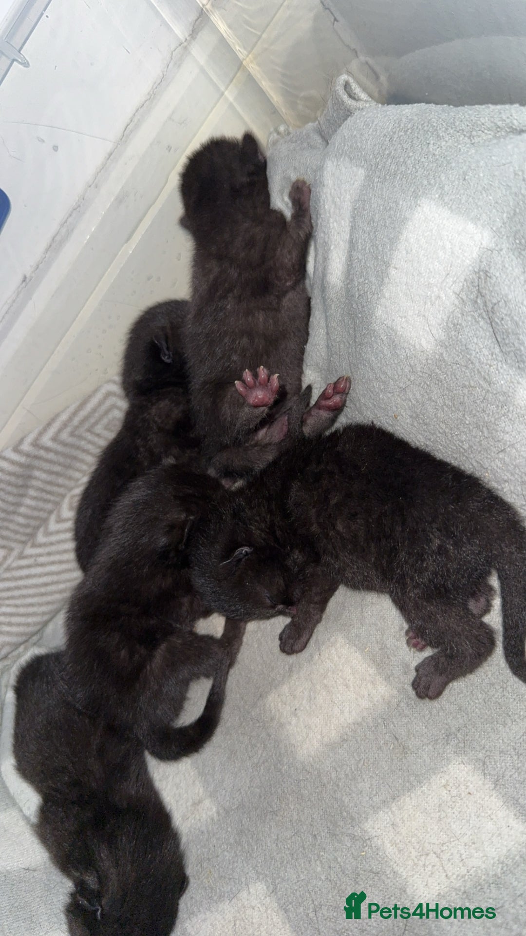 Bombay cats for sale: 5 freshly baked kittens! - Image 9