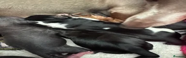 Dachshund 1