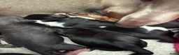 Dachshund dogs for sale: Dachshund cross Chinese crested  - Advert 9
