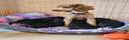 Cockapoo dogs for sale: licensed breeder, 1 BOY available for loving home - Advert 15