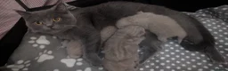 British Shorthair cats for sale: Adorable British Shorthair Kittens  - Advert 4