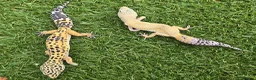 Leopard Gecko reptiles for sale: Leopard Geckos in Kingston upon Thames - Advert 8