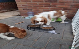 Cavalier King Charles Spaniel dogs for sale: WAFFLES - Image 1