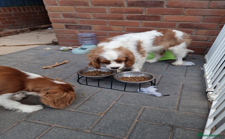 Cavalier King Charles Spaniel dogs - Advert 3