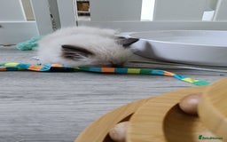 Ragdoll cats for sale: GCCF Reg'd Seal and Chocolate Ragdolls ready July  - Image 18